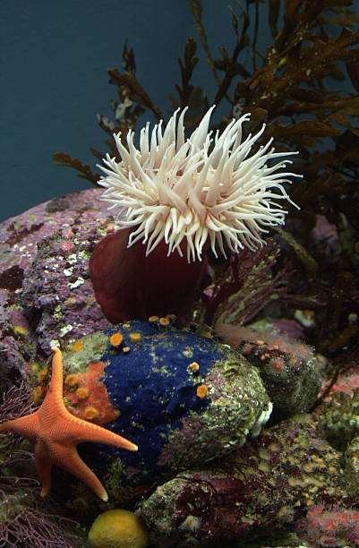 Sea Life - Photo