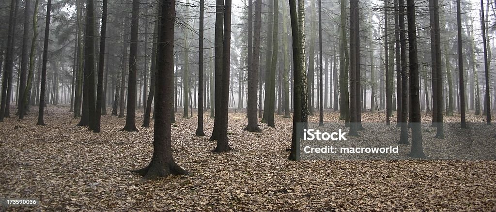 Foresta nebbiosa - Foto stock royalty-free di Albero