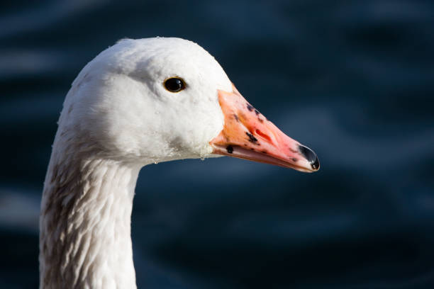 istock Portrait of a Snow Goose 173590144