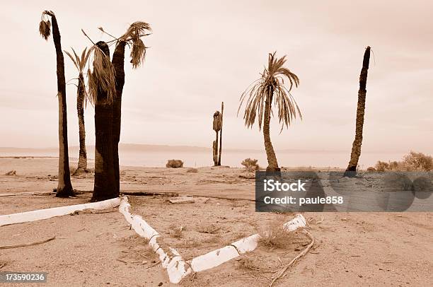 Yacht Club En Coche Foto de stock y más banco de imágenes de Palmera - Palmera, Quemado, California