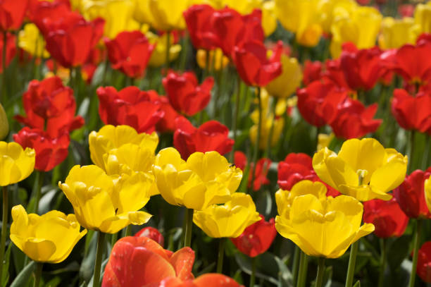 istock Red and Yellow Tulips 173590328