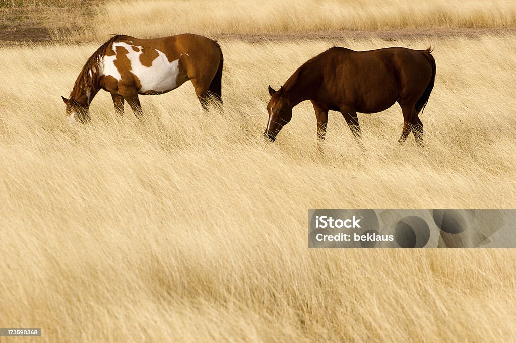 Dos caballos en por hayfield - Foto de stock de Agricultura libre de derechos