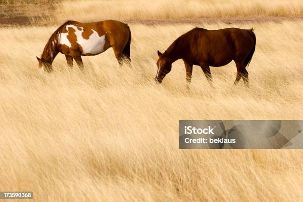 Dos Caballos En Por Hayfield Foto de stock y más banco de imágenes de Agricultura - Agricultura, Aire libre, Animal