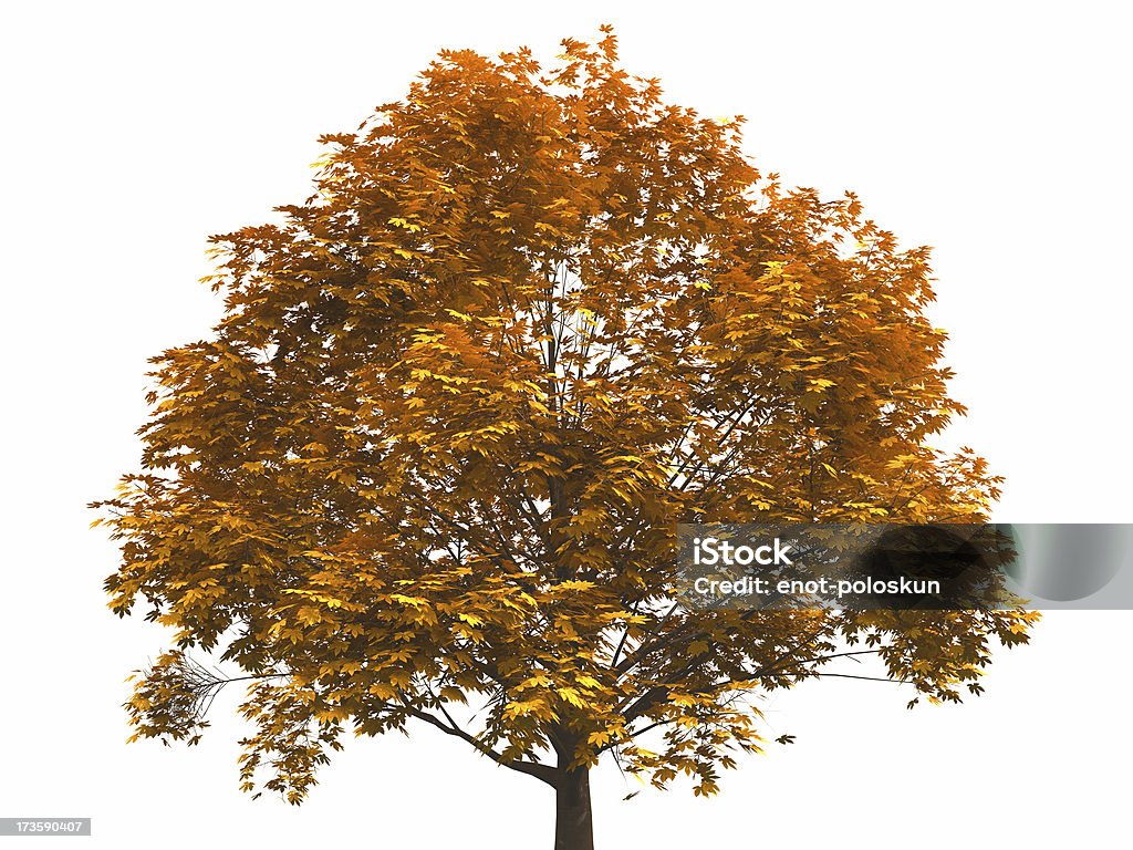 autumn tree rendered in 3D autumn tree. On clear white background Autumn Stock Photo