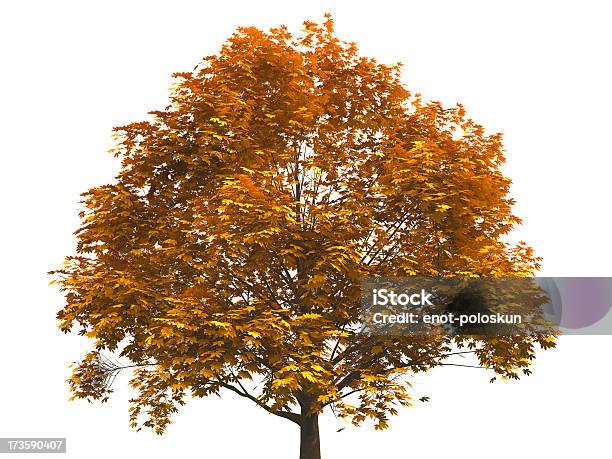 Autumn Tree Stock Photo - Download Image Now - Autumn, Tree, White Background