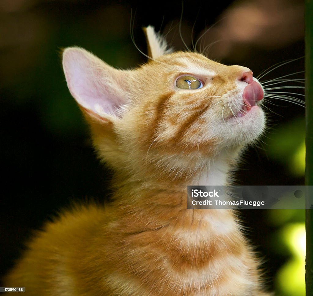 Młody Kociak lizanie jej usta - Zbiór zdjęć royalty-free (Kot domowy)