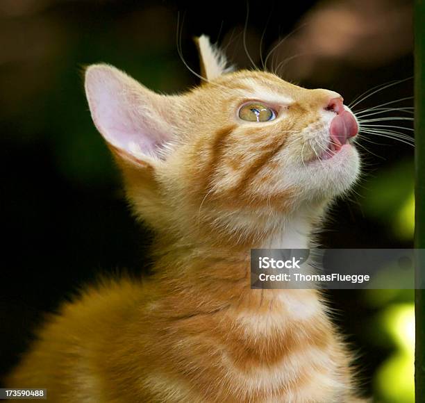 Młody Kociak Lizanie Jej Usta - zdjęcia stockowe i więcej obrazów Kot domowy - Kot domowy, Pogoń, Ciekawość