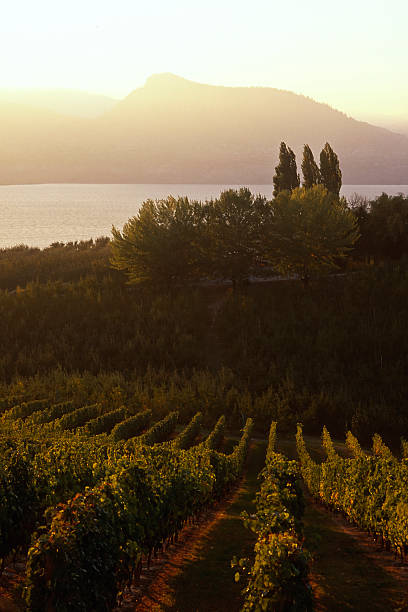sunset vineyard naramata okanagan valley