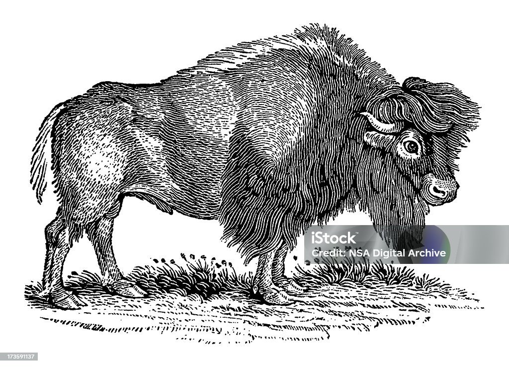Bison (na białym tle - Zbiór ilustracji royalty-free (Rodzaj bison)