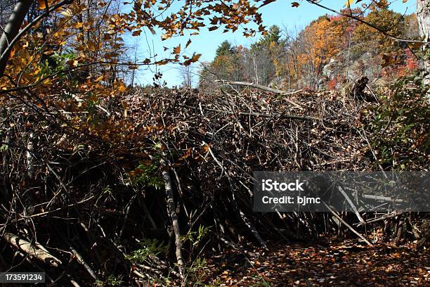 Diga Del Castoro Close Up - Fotografie stock e altre immagini di Albero - Albero, Ambientazione esterna, Ambiente