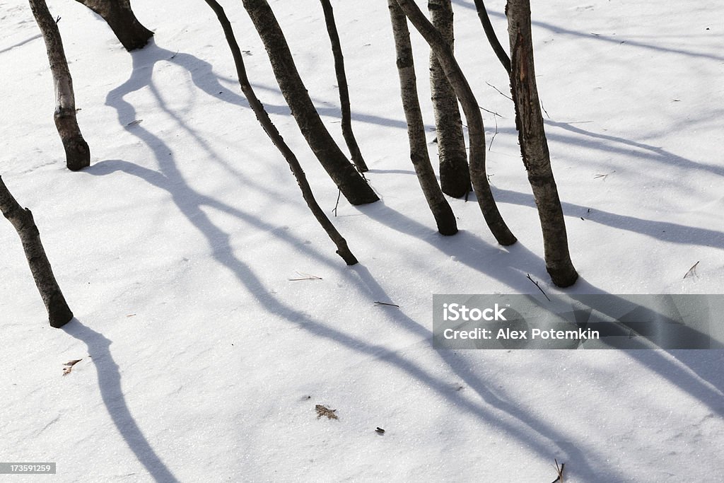 Árbol de sombras en la superficie de la nieve - Foto de stock de Abstracto libre de derechos