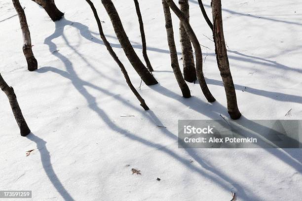 Drzewos Cienie Na Śniegu Powierzchni - zdjęcia stockowe i więcej obrazów Abstrakcja - Abstrakcja, Bez ludzi, Chłodny