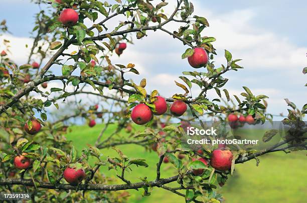 Photo libre de droit de Vue Au Pommier banque d'images et plus d'images libres de droit de Agriculture - Agriculture, Aliment, Aliments et boissons