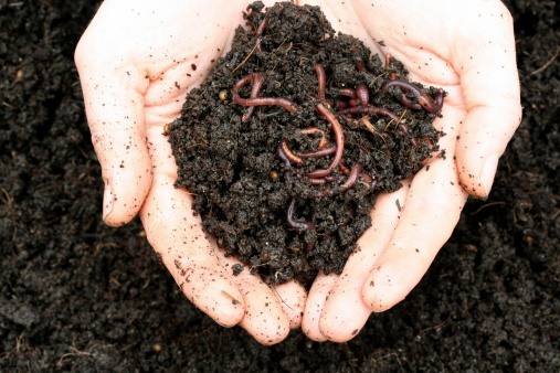 Worms and rich soil in hands.