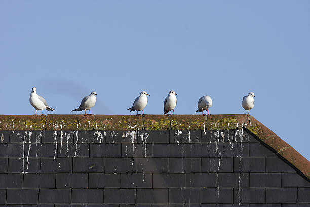 fila di sei ridere gulls sul tetto in stile militare - bird animal flock of birds number 6 foto e immagini stock