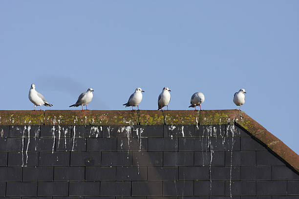 fileira de seis rindo gulls na cobertura em estilo militar - bird animal flock of birds number 6 - fotografias e filmes do acervo