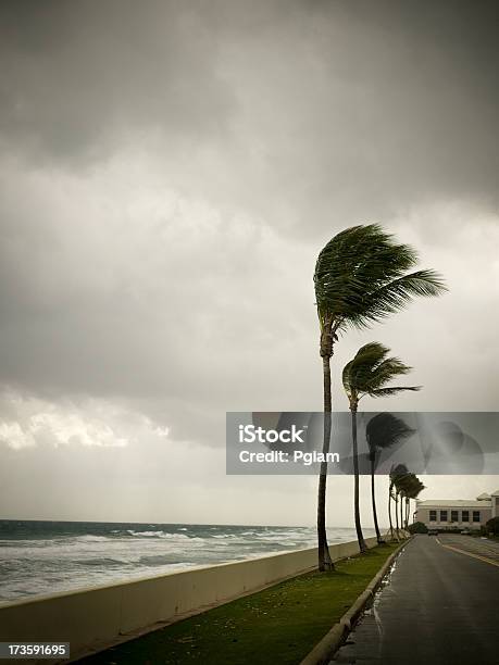 Uragano Venti Sterline La Spiaggia - Fotografie stock e altre immagini di Uragano - Uragano, Vento, Palma