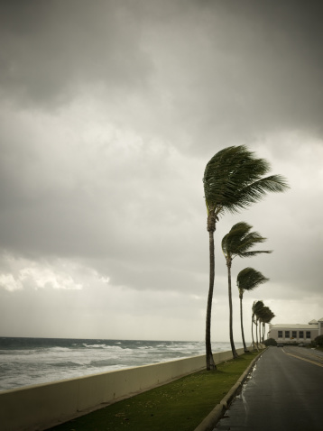 Wind blows palm trees in a tropical storm
