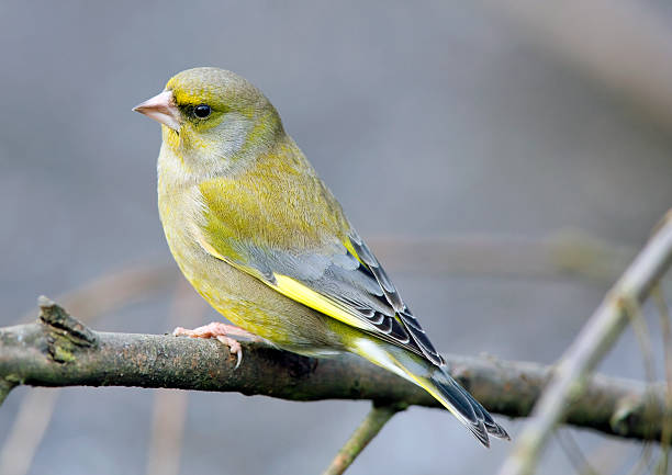 greenfinch (carduelis chloris) - green finch fotografías e imágenes de stock