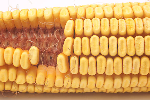 istock dry ripe corn on the cob-macro 173591989