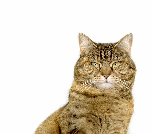 German domestic cat on white background - Deutsche Hauskatze auf weissem Hintergrund