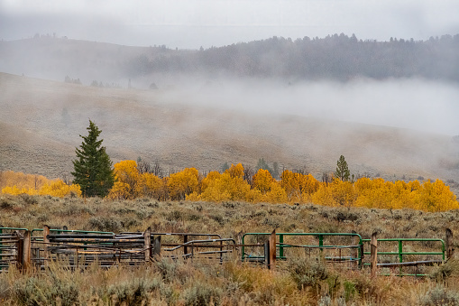 Autumn colors at corral with rain and fog near the Grand Teton National Park in western USA of North America. Nearest cities are Jackson, Wyoming, Salt Lake City, Utah and Denver, Colorado.