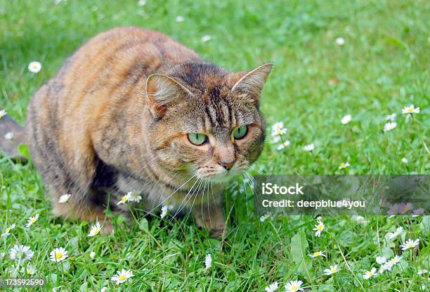 ハンティング猫の芝生 - しゃがむのストックフォトや画像を多数ご用意 - しゃがむ, つかまえる, クローズアップ