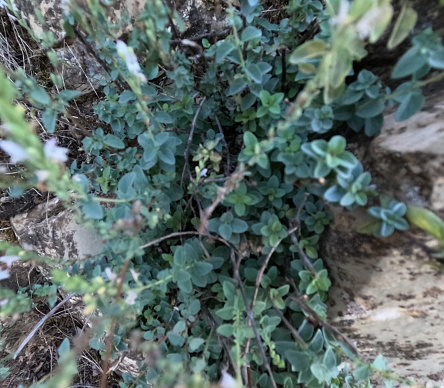 close-up of fresh wild thyme plant