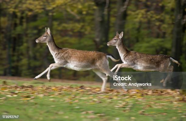 Springender Hirsch Stockfoto und mehr Bilder von Hirsch - Hirsch, Rennen - Körperliche Aktivität, Bewegung