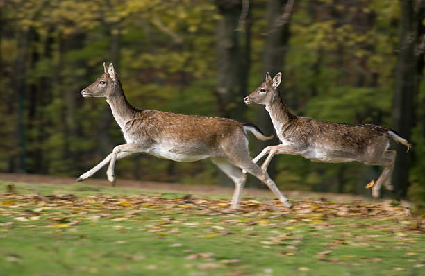 Jumping Deer Two fallow deer on the run. RAW-file developed with Adobe Lightroom. fallow deer photos stock pictures, royalty-free photos & images