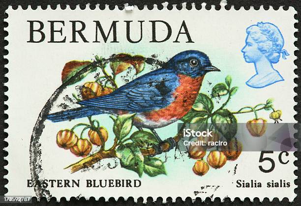 Bluebird Foto de stock y más banco de imágenes de Animal - Animal, Azulejo - Pájaro, Azulejo gorjicanelo