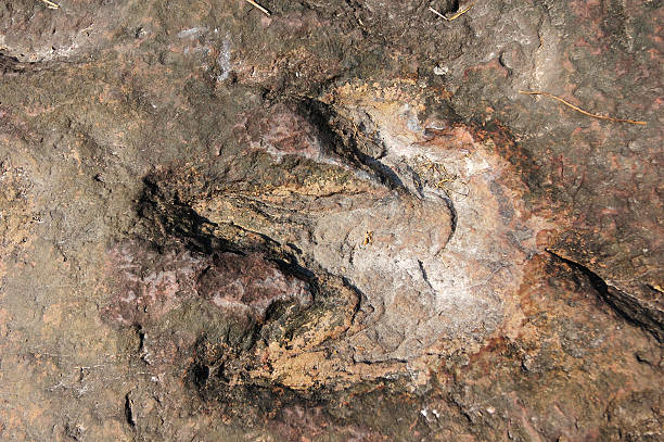 istock Dinosaur footprint with three prominent marks 173592817