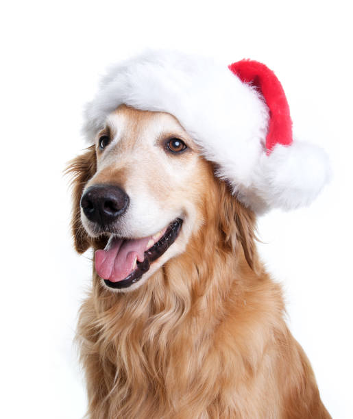 istock Happy Golden Retriever with a Santa Hat 173592908