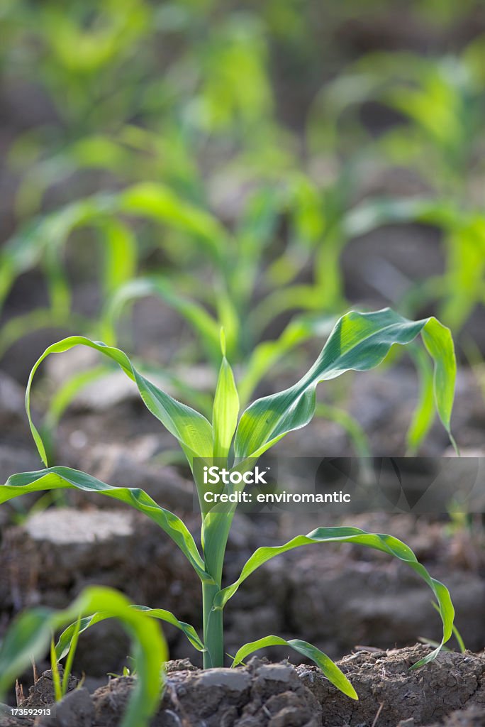 Jungen Mais Samen oder Setzlinge an einen field. - Lizenzfrei Agrarland Stock-Foto