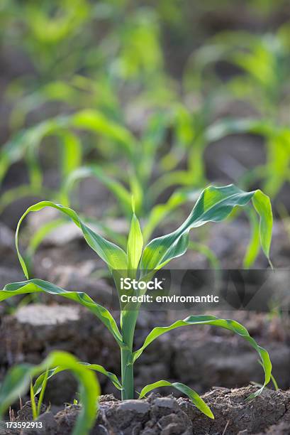 Jungen Mais Samen Oder Setzlinge An Einen Field Stockfoto und mehr Bilder von Agrarland - Agrarland, Bildhintergrund, Blatt - Pflanzenbestandteile