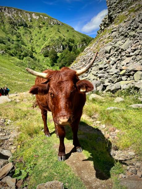 istock Cow in a meadow mountain pastures 1735929701