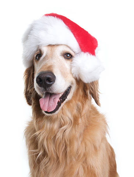 istock Cute Golden Retriever with a Santa Hat 173593054