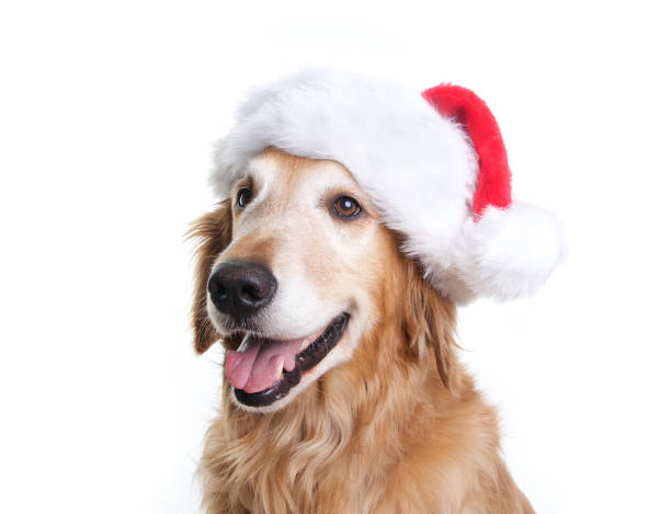 istock Happy Golden Retriever with a Santa Hat 173593056