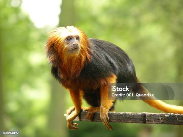 Kingsape Stock Photo - Download Image Now - Golden Headed Lion Tamarin, Africa, Animal