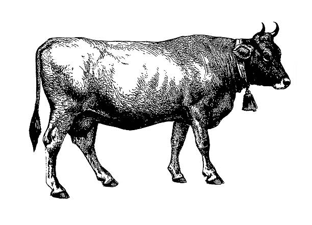 Cow (Isolated on White) Antique engraving of a cow. Published in Systematischer Bilder-Atlas zum Conversations-Lexikon, Ikonographische Encyklopaedie der Wissenschaften und Kuenste (Brockhaus, Leipzig) in 1844. Photo by N.Staykov (2008) cow clipart stock illustrations