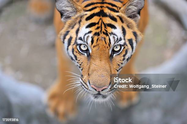 Dorosły Mężczyzna Fotograf Tygrys Oglądać - zdjęcia stockowe i więcej obrazów Azja - Azja, Bez ludzi, Fotografika