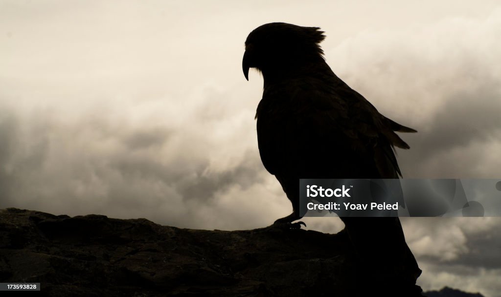 Kea pájaro silueta - Foto de stock de Nueva Zelanda libre de derechos