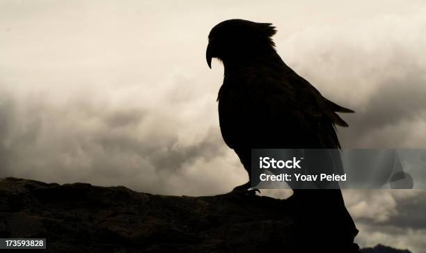 Kea Pájaro Silueta Foto de stock y más banco de imágenes de Nueva Zelanda - Nueva Zelanda, Oscuro, Pájaro