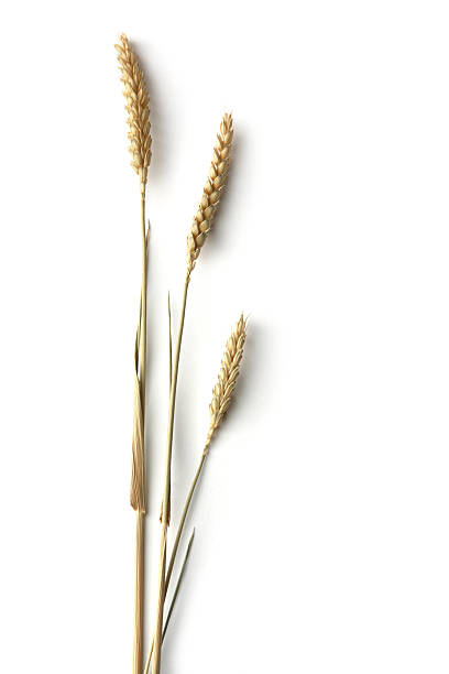 istock Beans, Lentils, Peas and Grains: Wheat 173593893