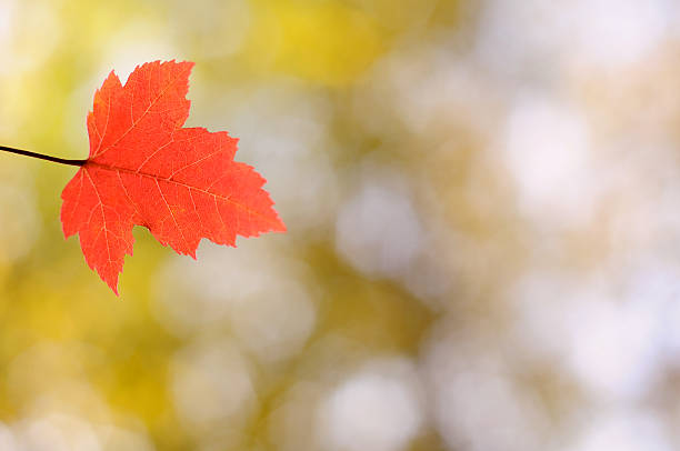 Red Leaf Background stock photo
