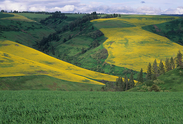 Rapeseed and wheat "Rapeseed and wheat, Walla Walla County, Washington" foothills photos stock pictures, royalty-free photos & images
