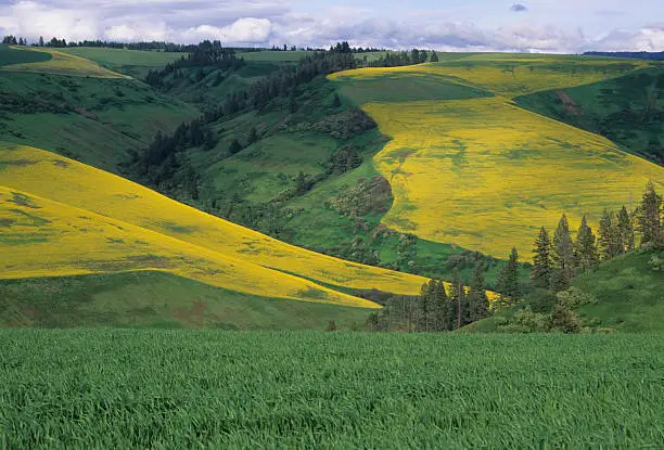 "Rapeseed and wheat, Walla Walla County, Washington"