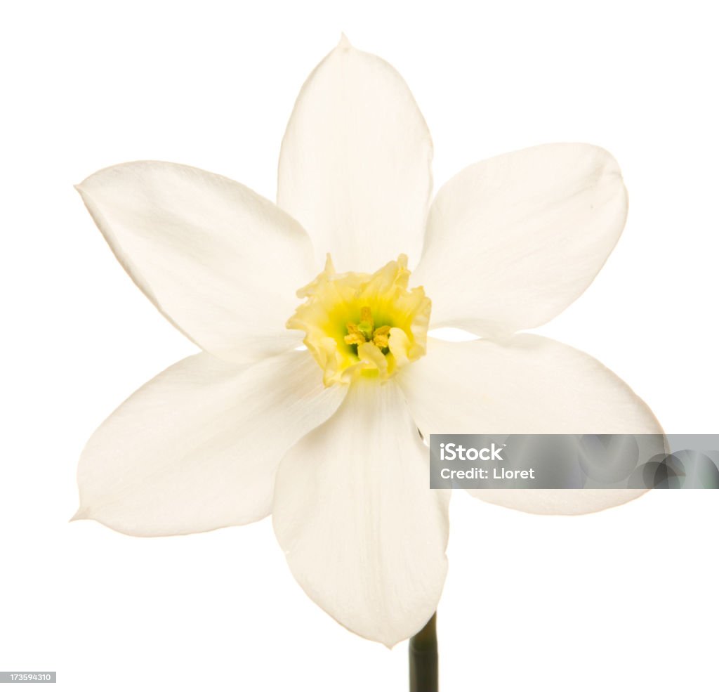 Narcisse (XL - Photo de Blanc libre de droits