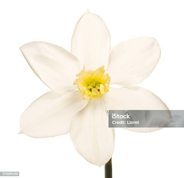 Narciso Xl - Fotografie stock e altre immagini di Bianco - Bianco, Capolino, Colore verde