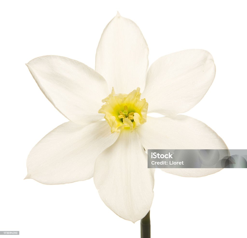 Narciso (XXL - Royalty-free Amarelo Foto de stock